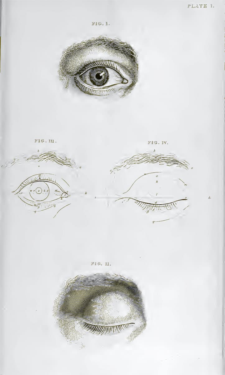 眼球構造と付属器を示す解剖図版